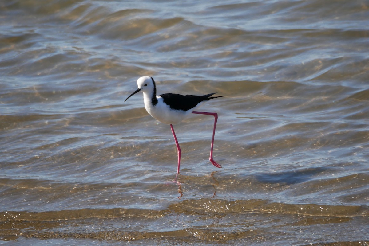 Pied Stilt - Jack C