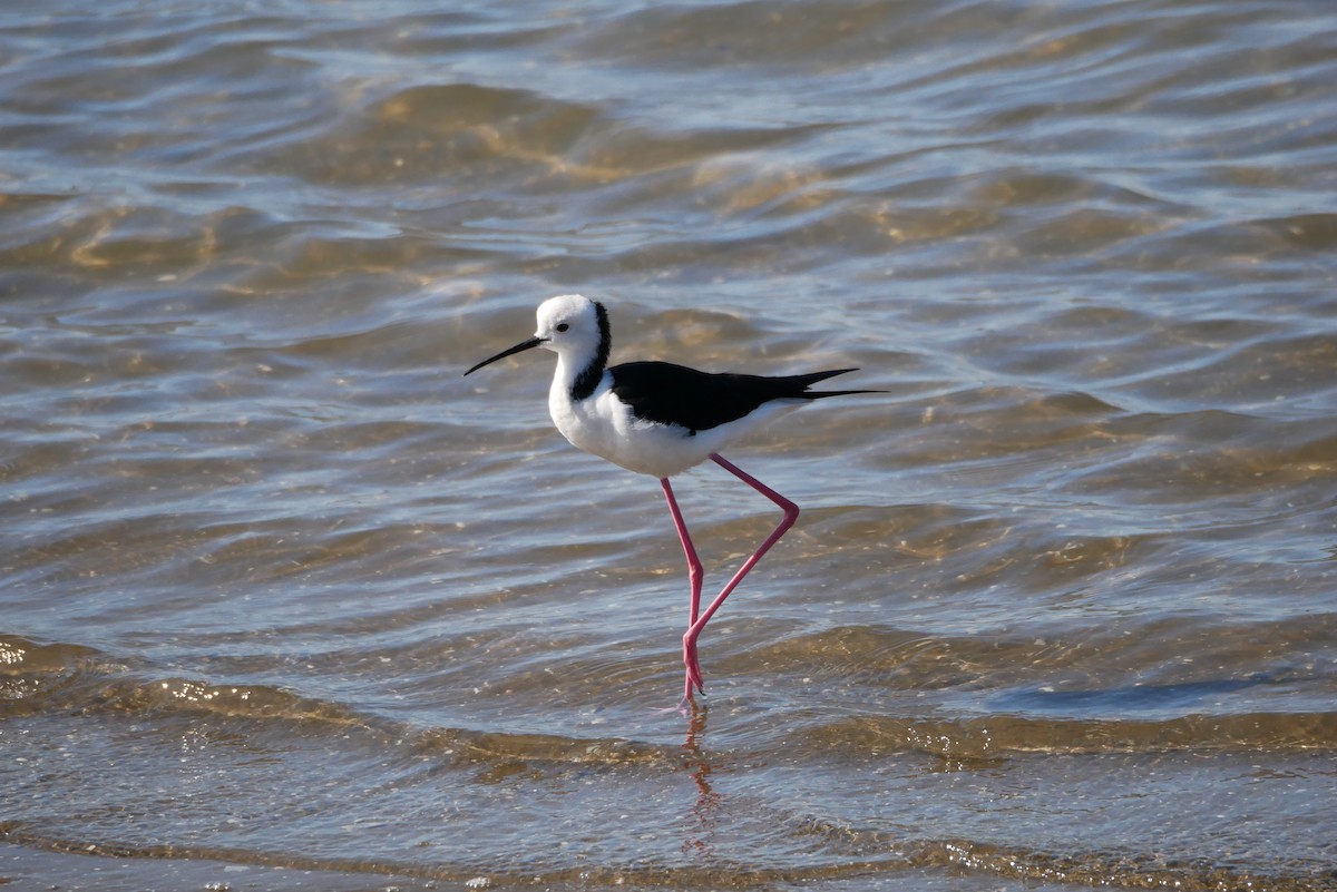 Pied Stilt - ML613008610