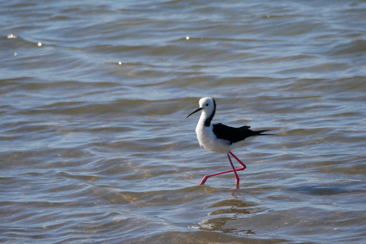 Pied Stilt - Jack C