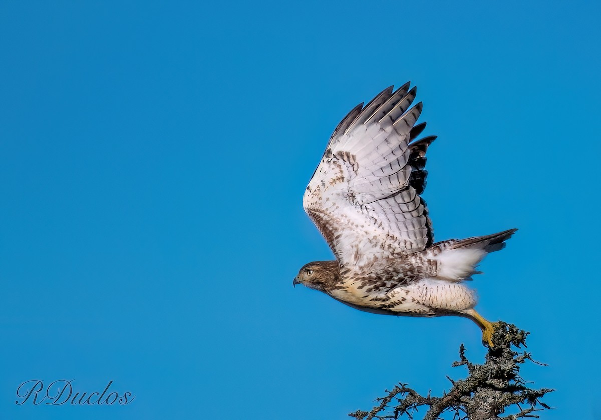 Red-tailed Hawk - Rene Duclos