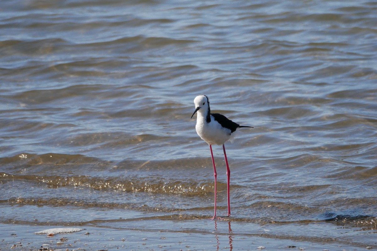 Pied Stilt - ML613008634