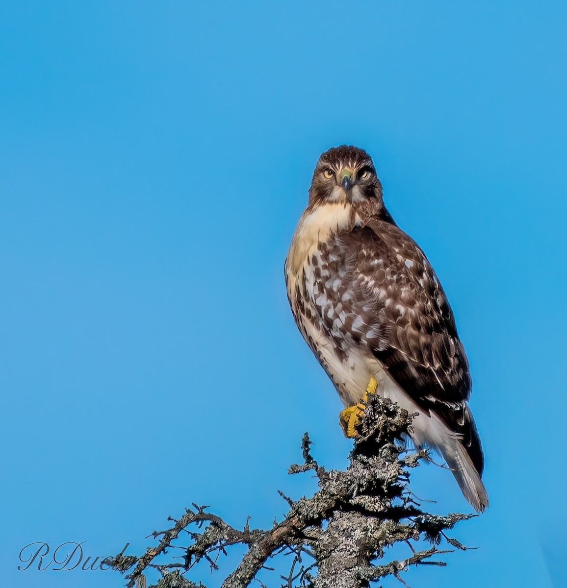 Red-tailed Hawk - Rene Duclos