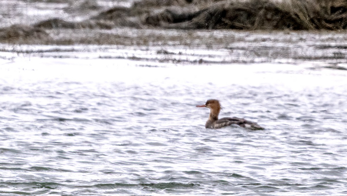 Red-breasted Merganser - ML613008645