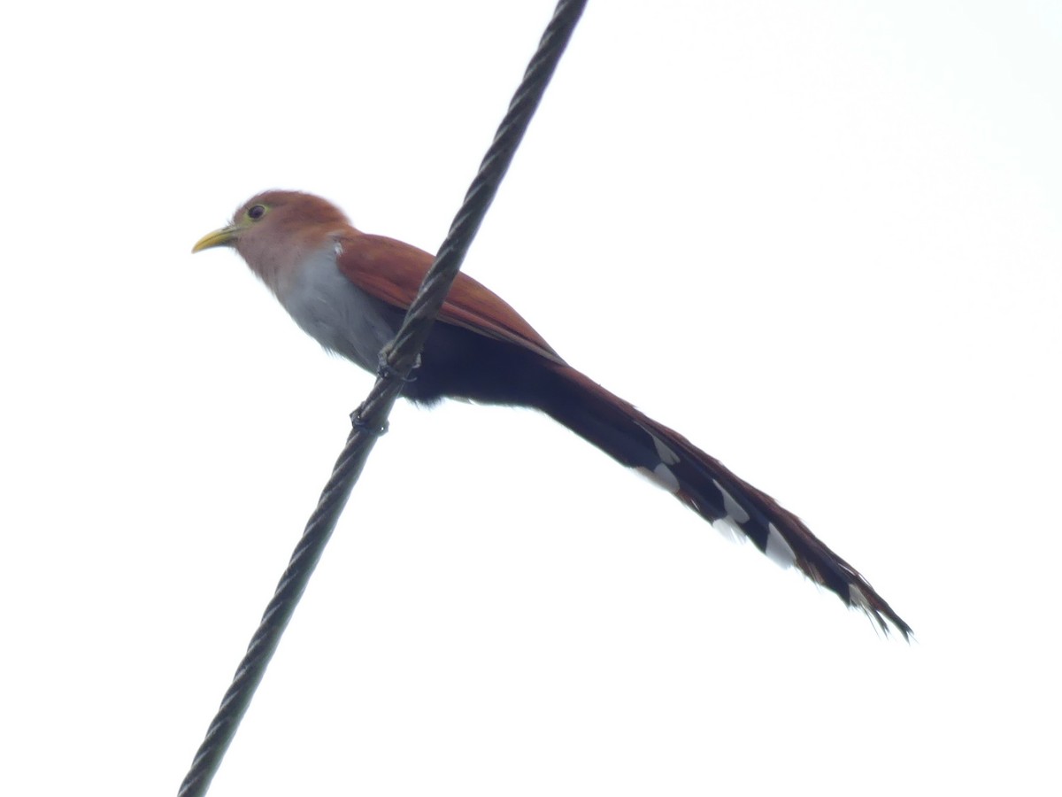 Squirrel Cuckoo - ML613008650