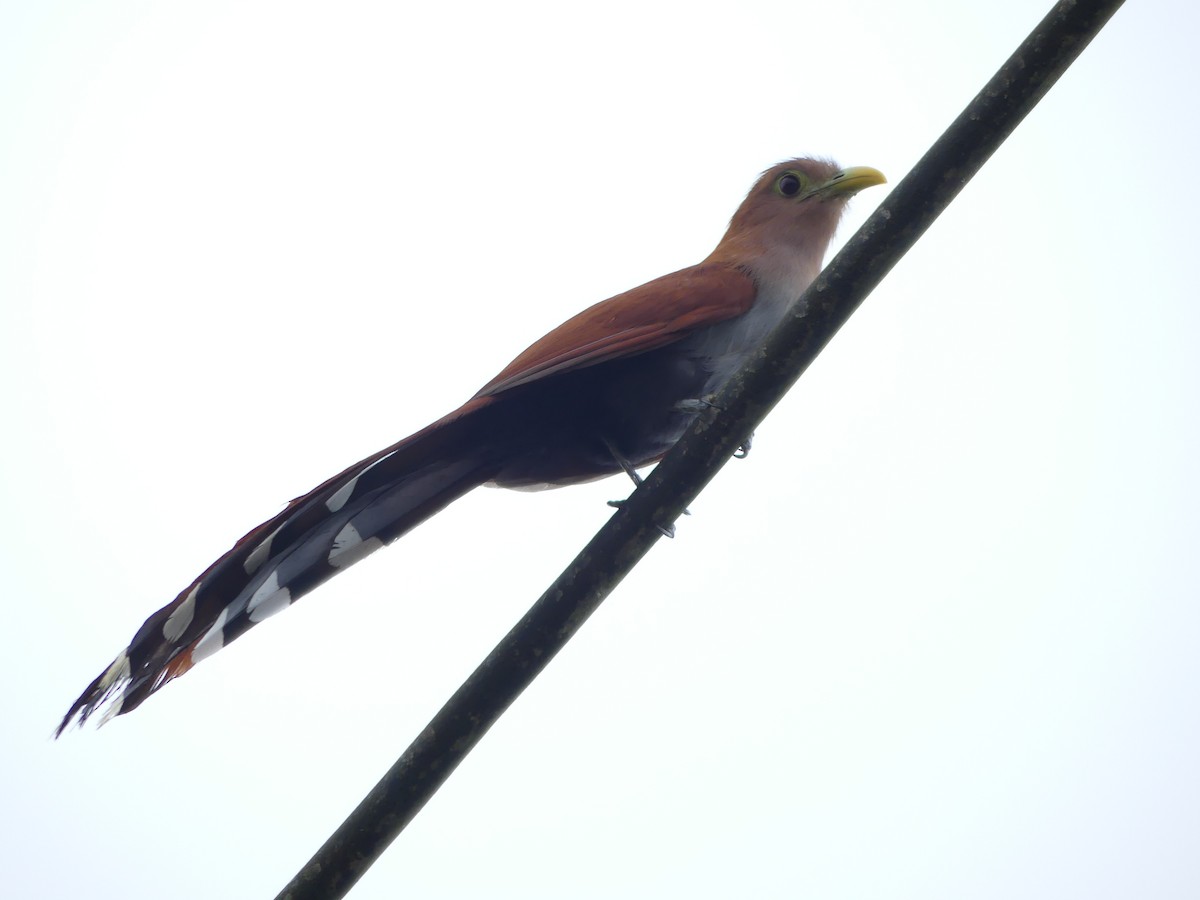 Squirrel Cuckoo - Michel Cavigelli