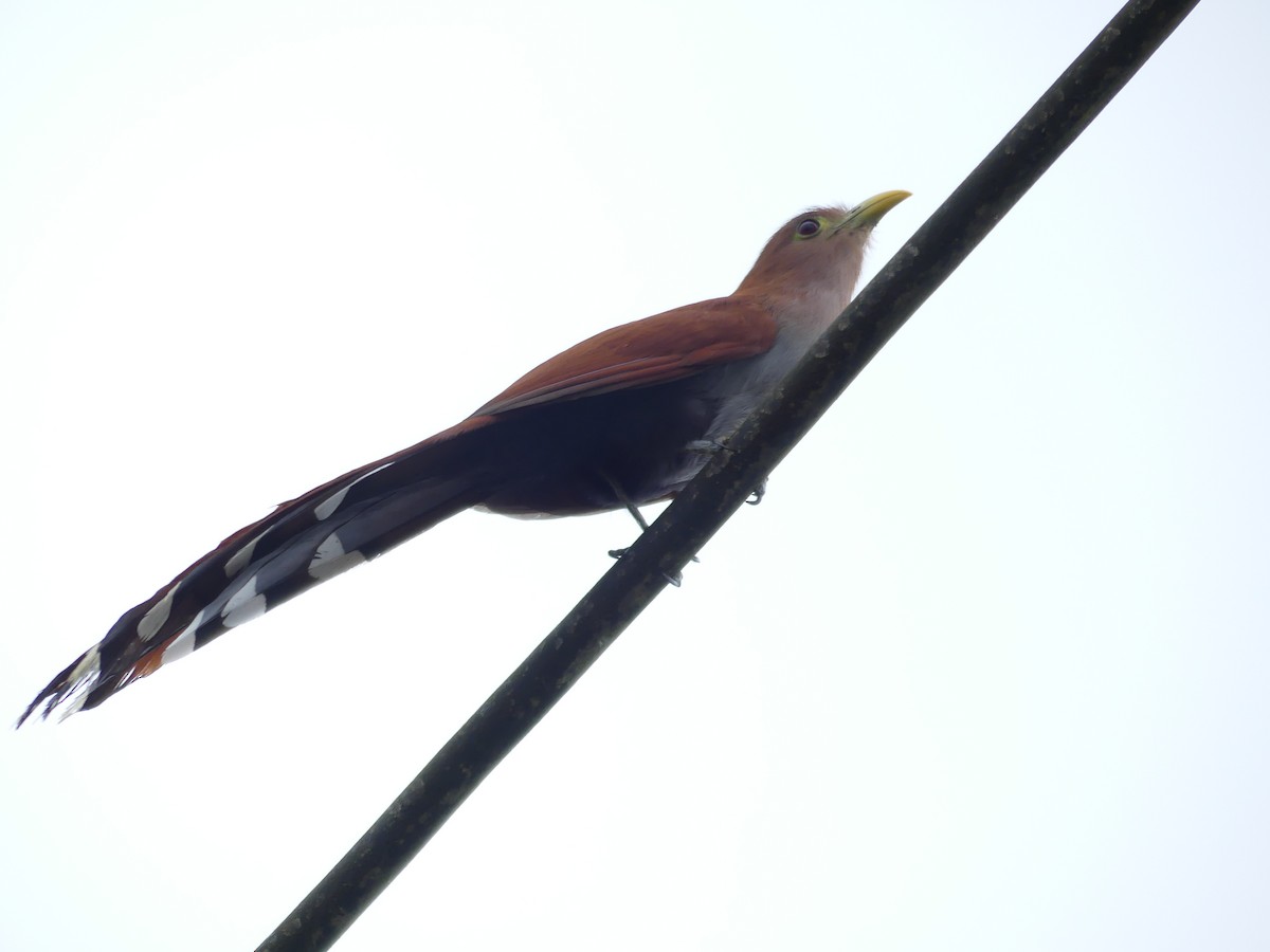 Squirrel Cuckoo - ML613008655