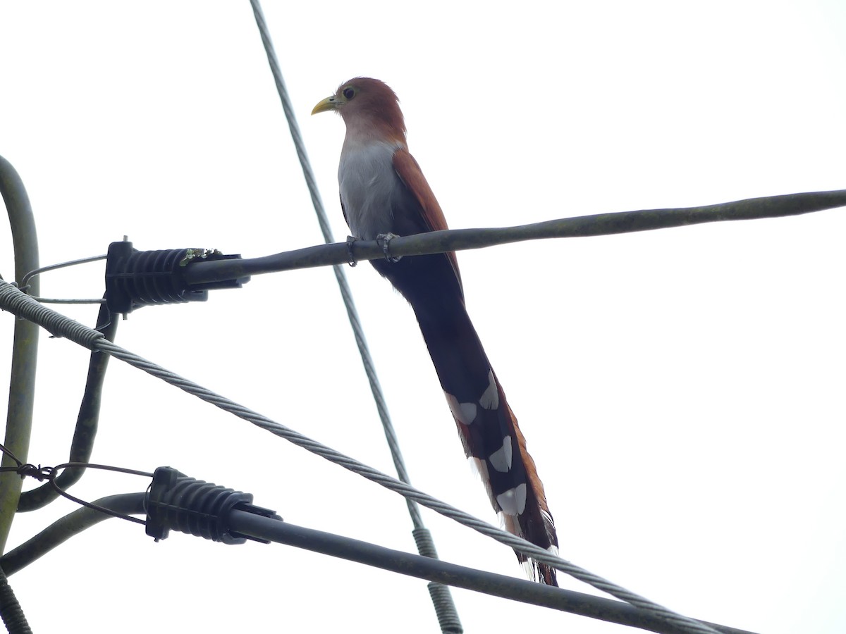 Squirrel Cuckoo - ML613008657