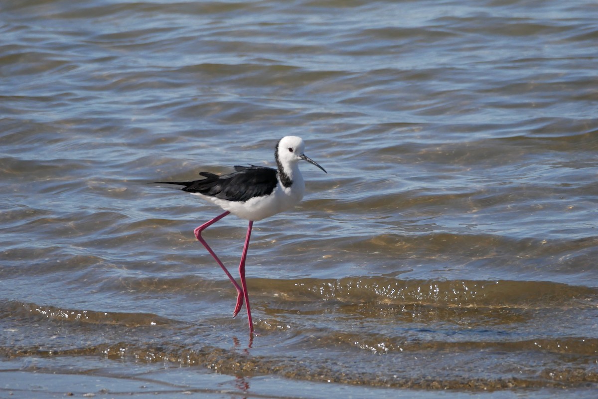 Pied Stilt - ML613008670