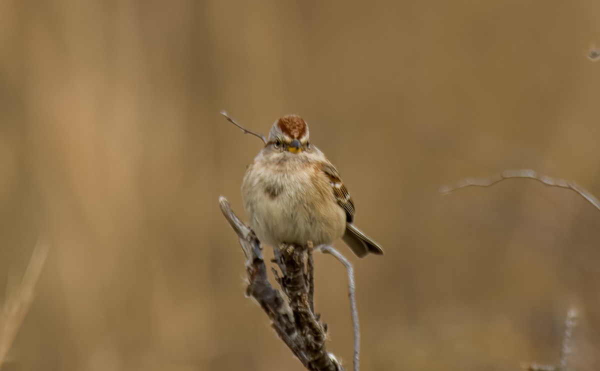 American Tree Sparrow - ML613008676