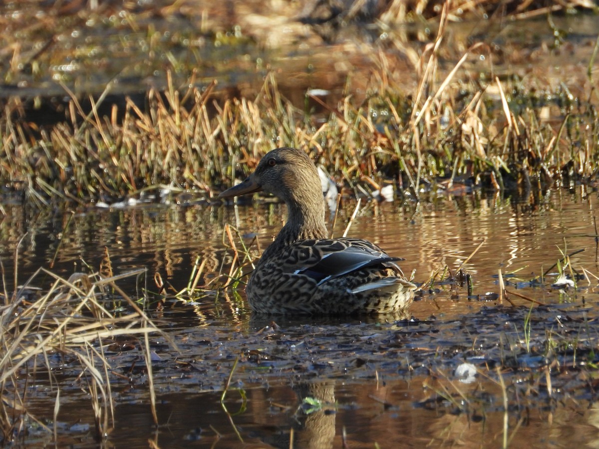 Mallard - ML613008740