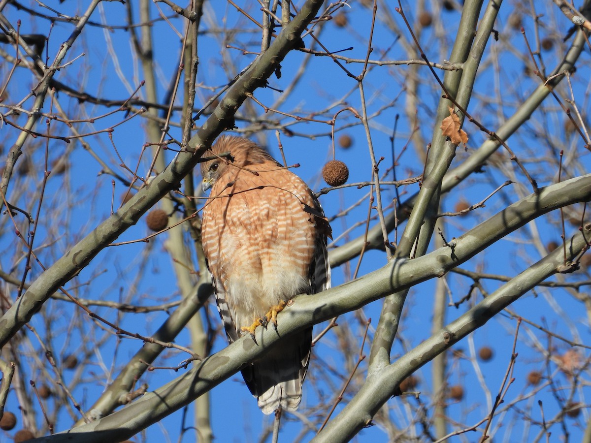 Red-shouldered Hawk - ML613008747