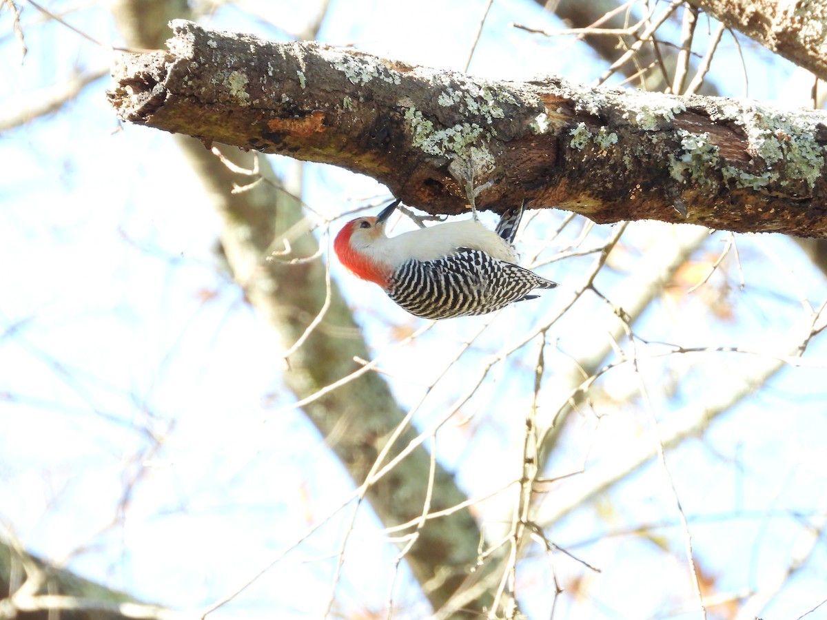 Red-bellied Woodpecker - ML613008773
