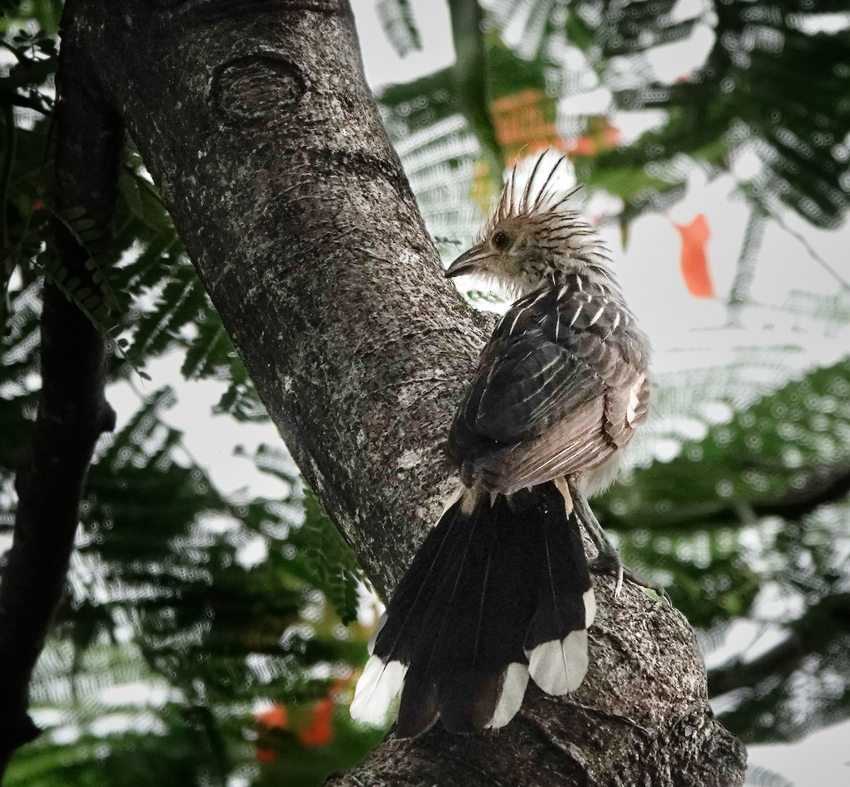 Guira Cuckoo - David Factor