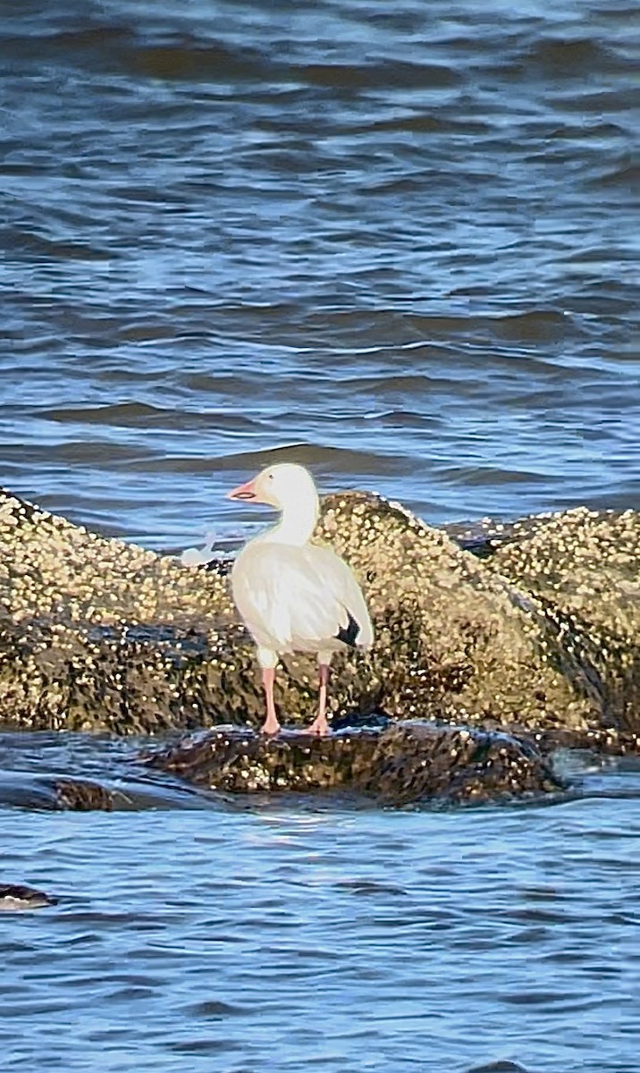 Snow Goose - ML613008835