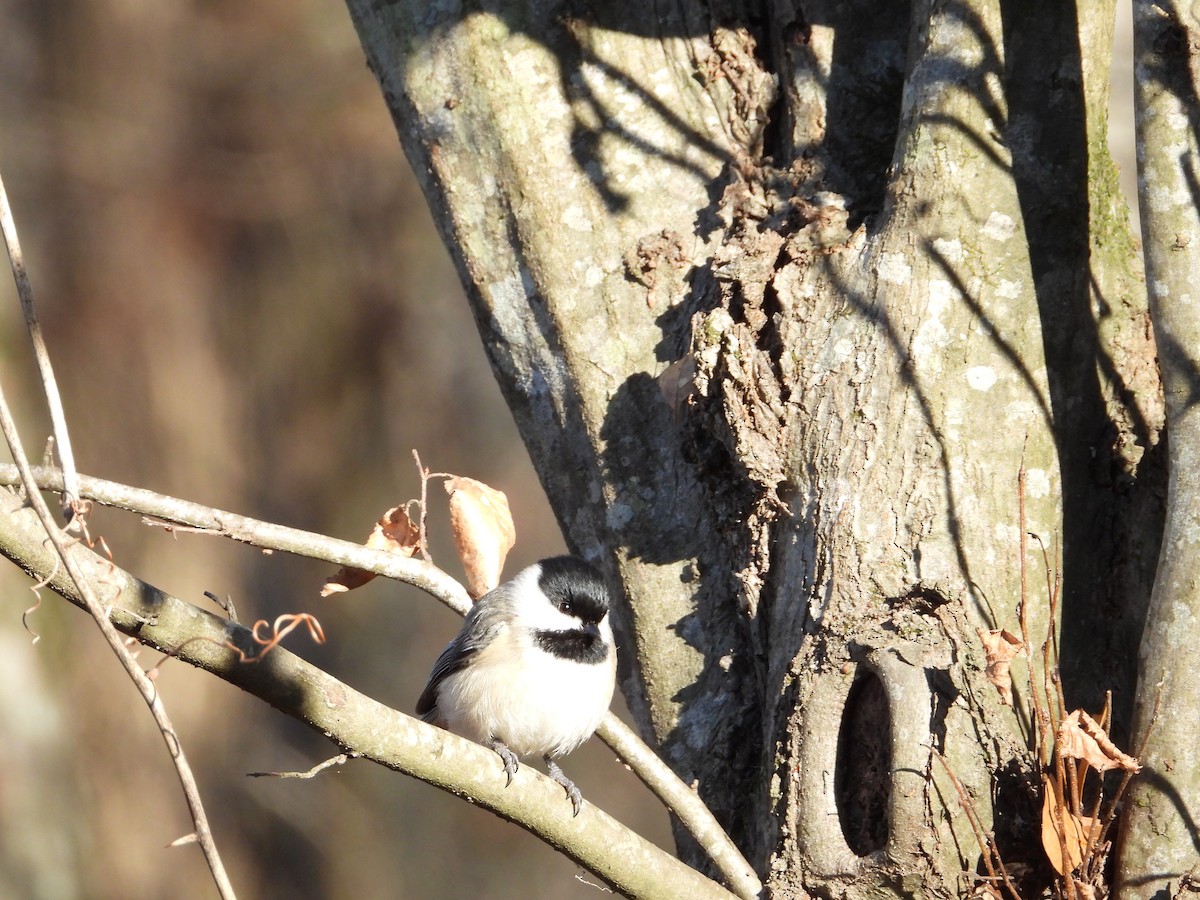 Carolina Chickadee - ML613008845