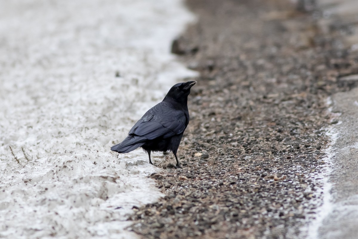 American Crow - ML613008850