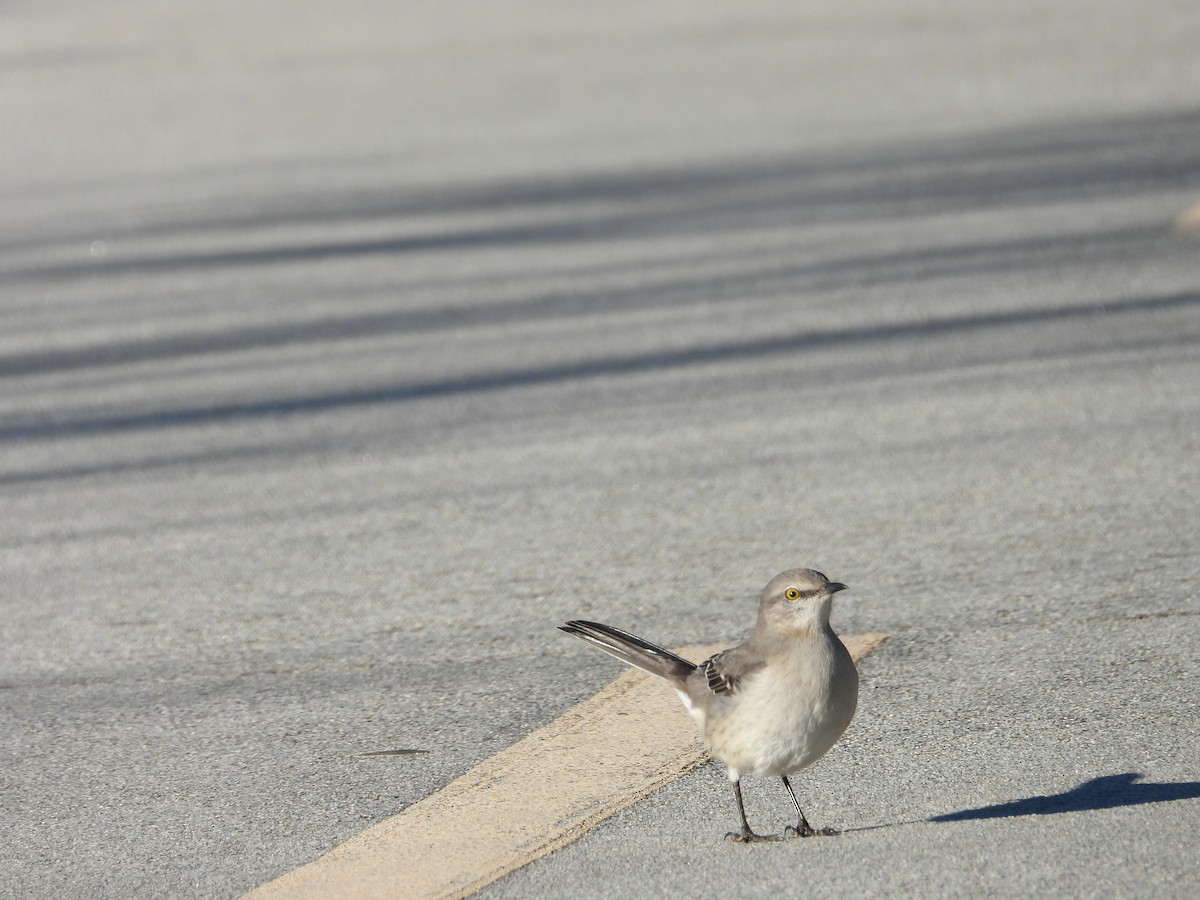 Northern Mockingbird - ML613008882