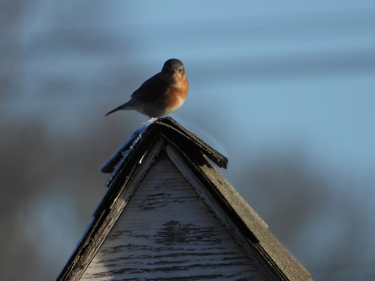 Eastern Bluebird - ML613008887