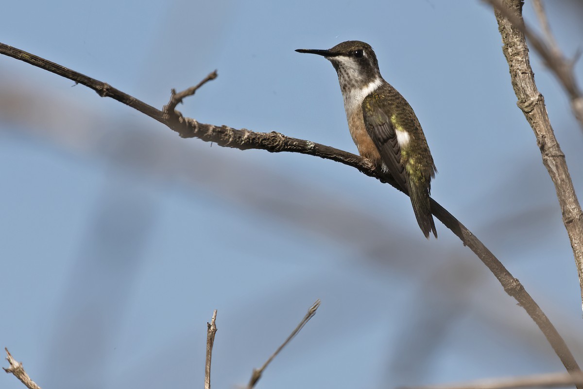 Colibrí Amatista - ML613008888