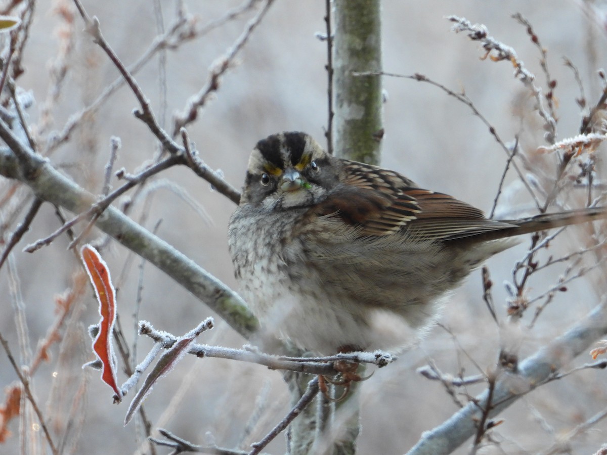 White-throated Sparrow - ML613008891