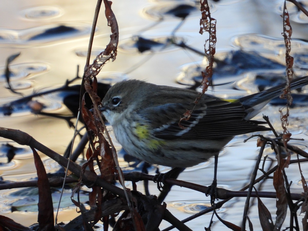 Yellow-rumped Warbler - Bryan Sutton