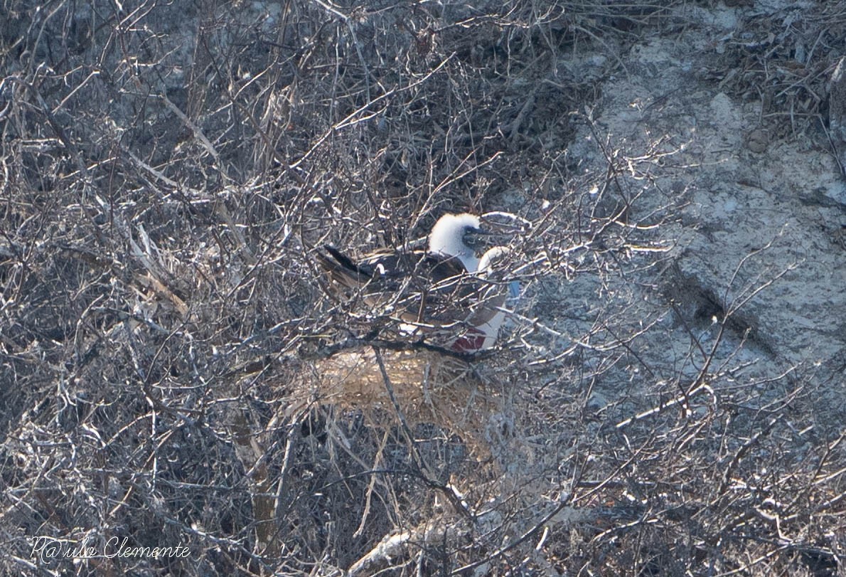 Red-footed Booby - ML613008951
