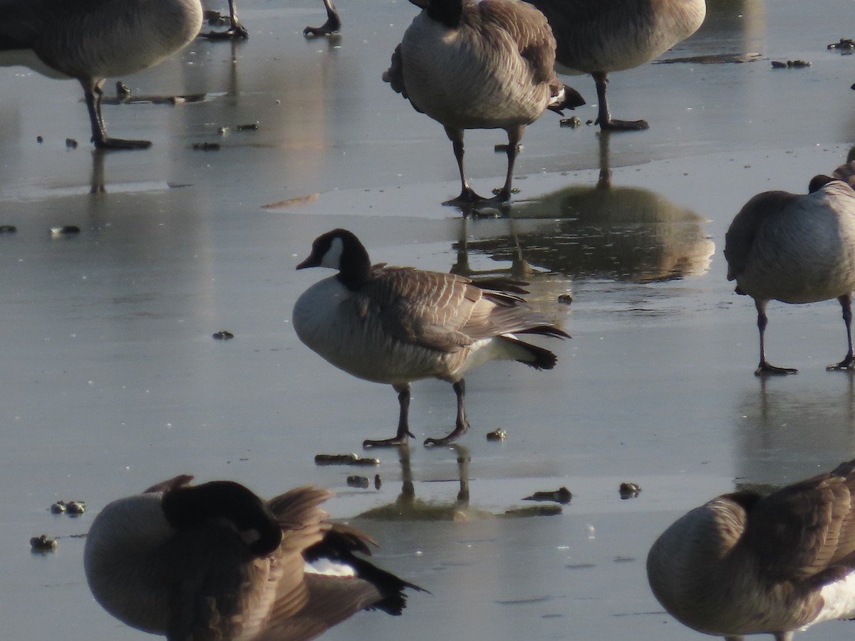 Cackling Goose (Richardson's) - ML613009014