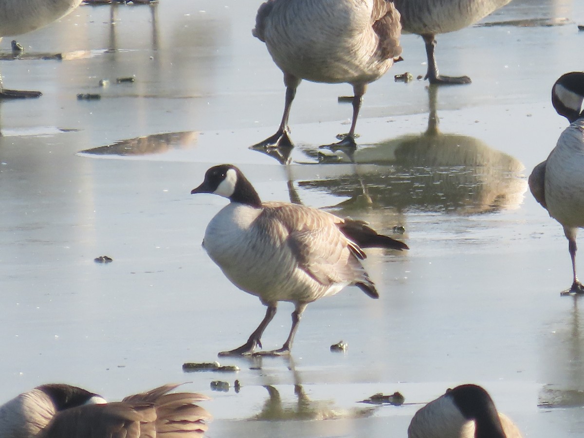 Cackling Goose (Richardson's) - ML613009036