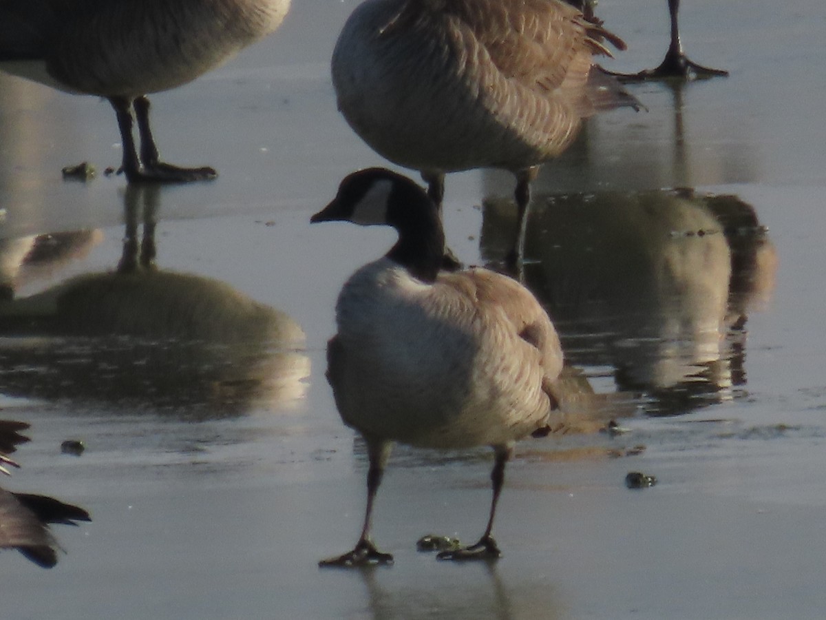 Cackling Goose - Bryant Olsen