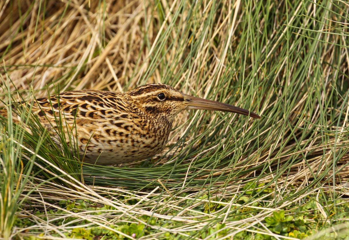 Subantarctic Snipe - ML613009089