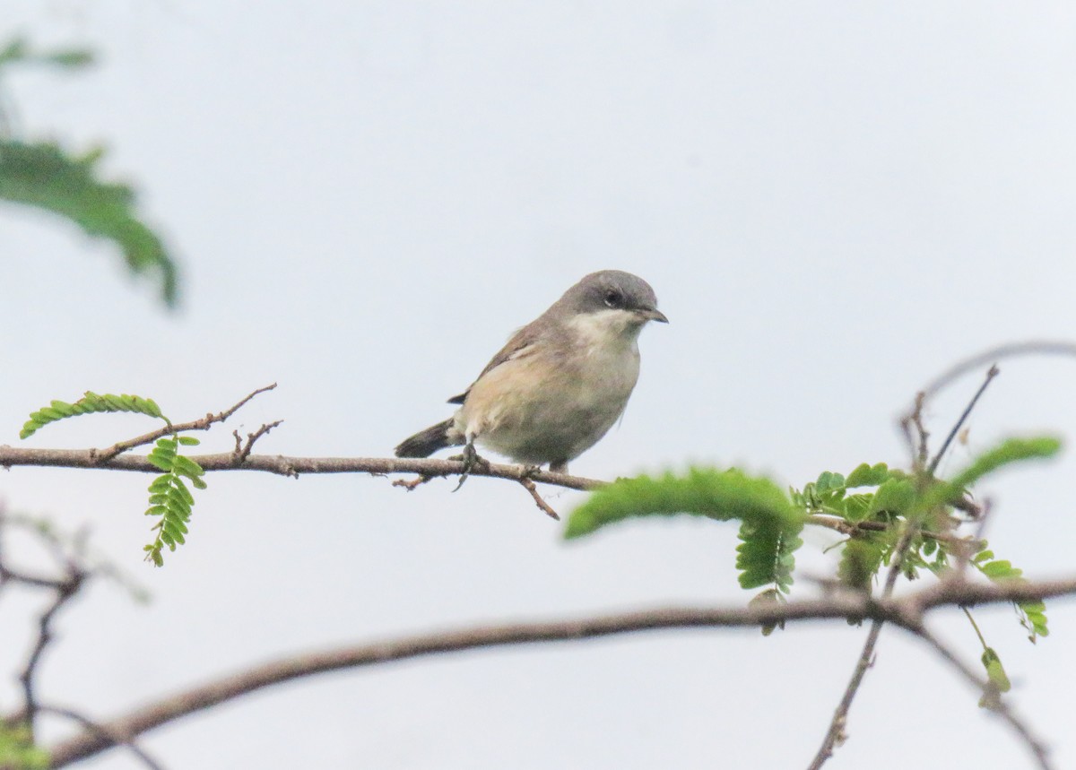 Lesser Whitethroat - ML613009164