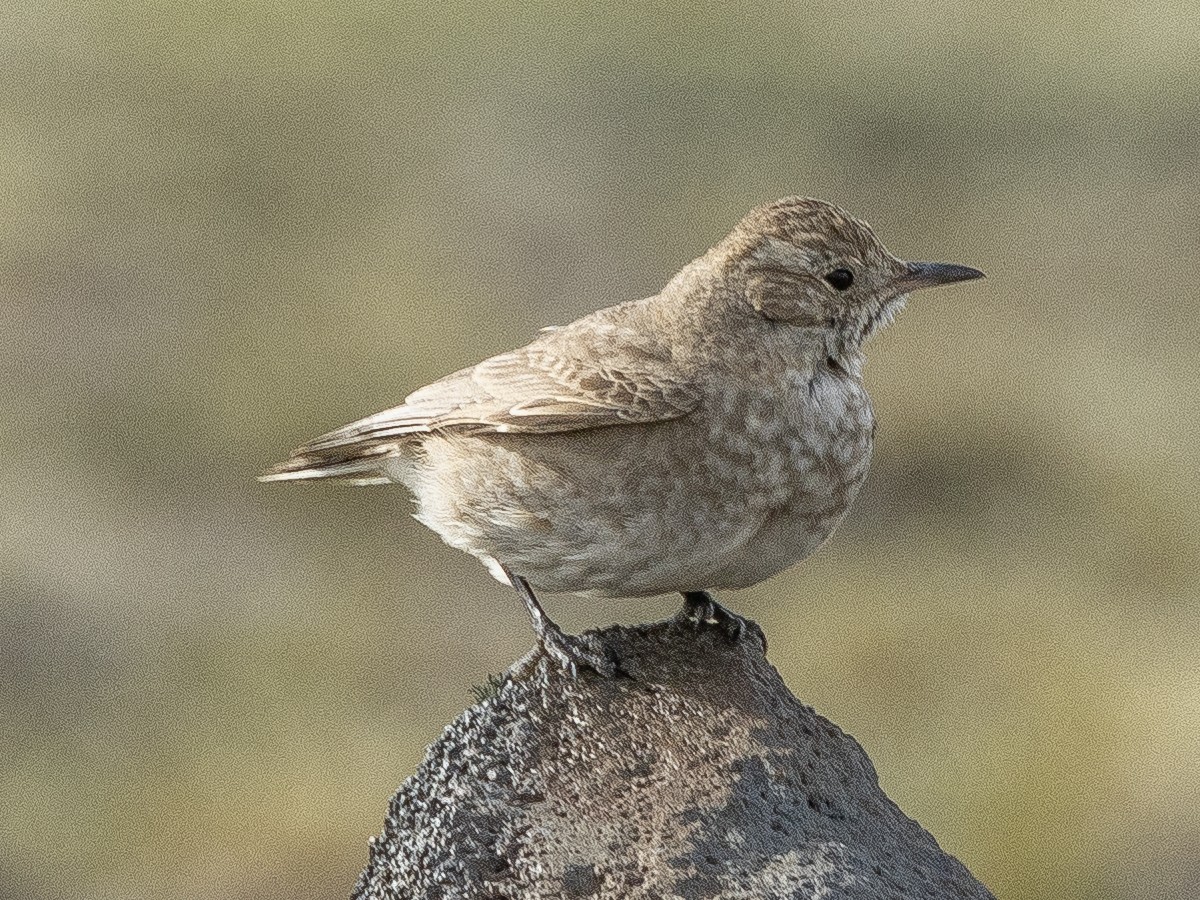 Short-billed Miner - ML613009165