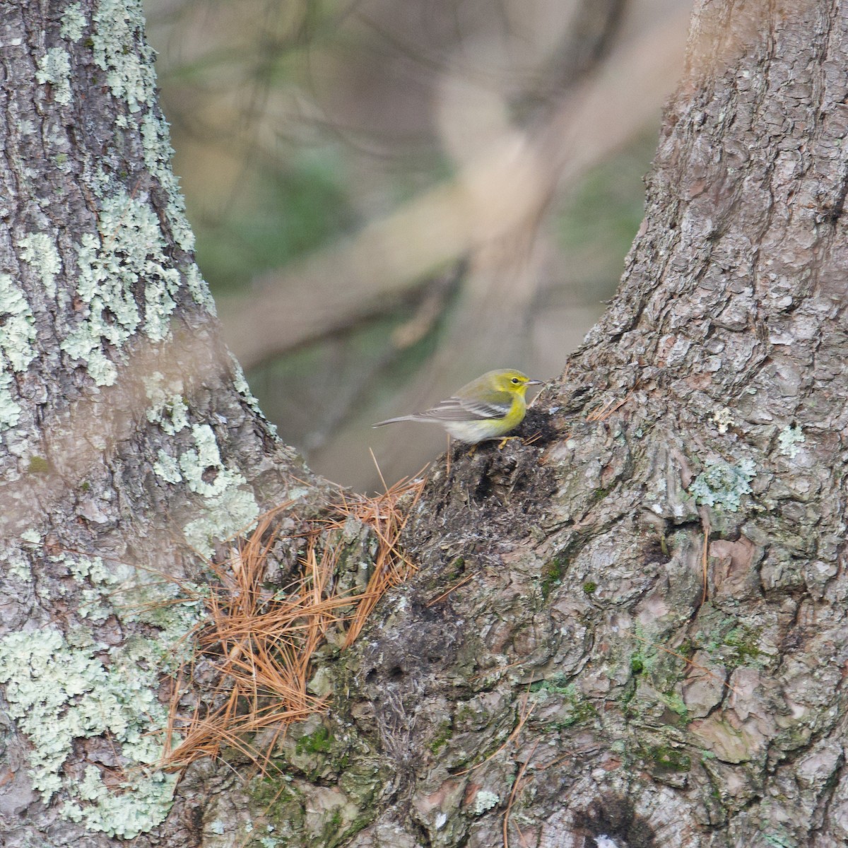 Pine Warbler - Matt Altieri