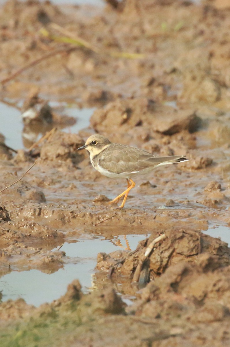 Little Ringed Plover - ML613009194