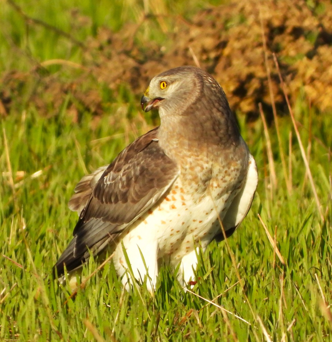 Northern Harrier - ML613009236