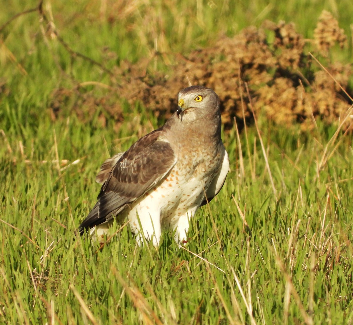 Northern Harrier - ML613009237