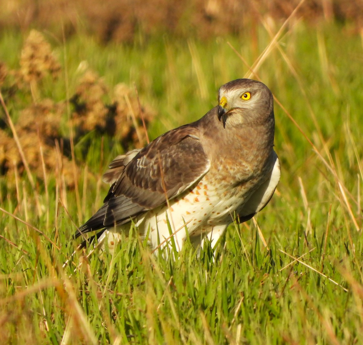 Northern Harrier - ML613009238