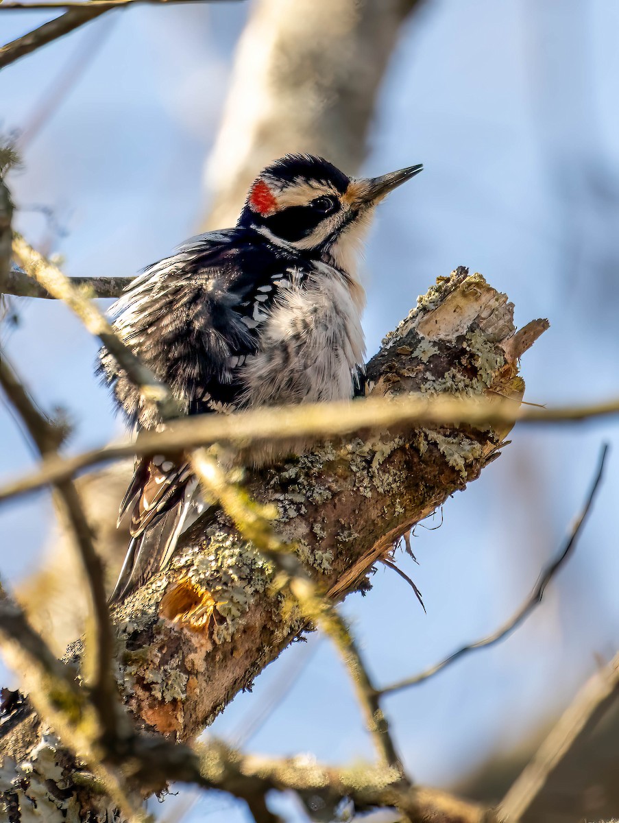 Hairy Woodpecker - ML613009317