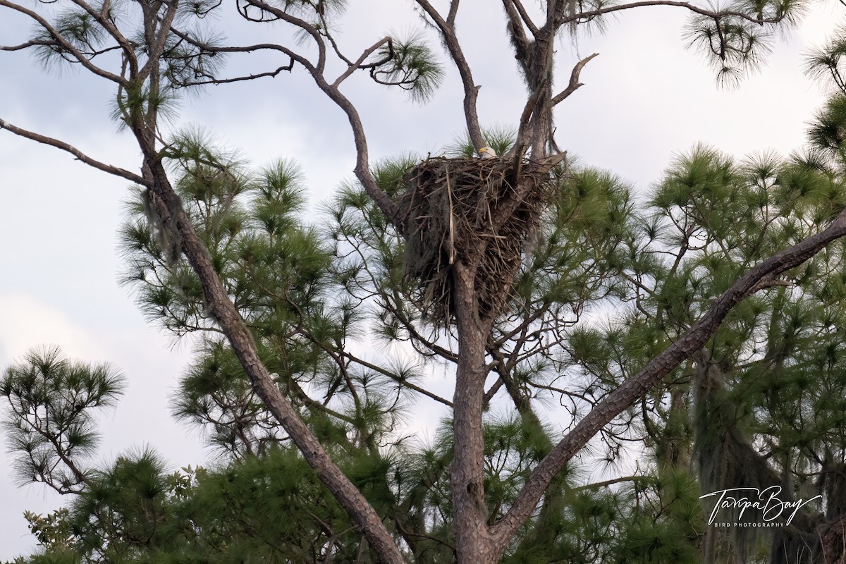 Bald Eagle - ML613009320