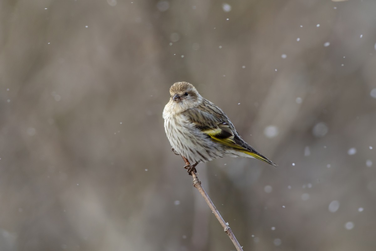 Pine Siskin - ML613009336