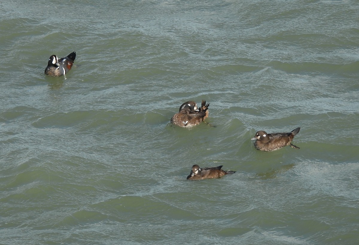 Harlequin Duck - ML613009375