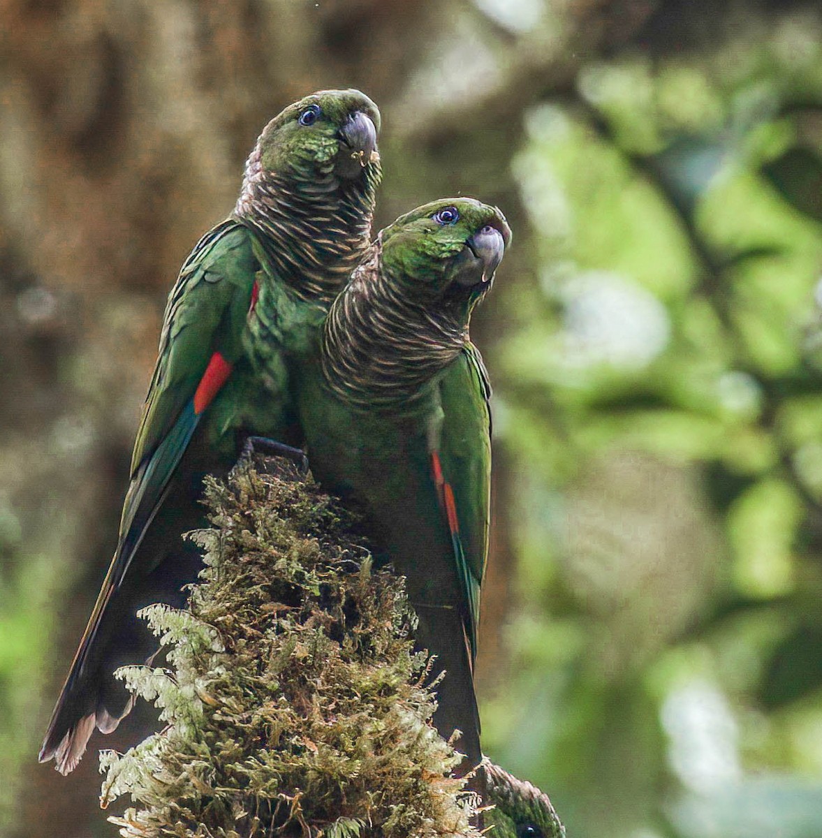 Maroon-tailed Parakeet - ML613009451