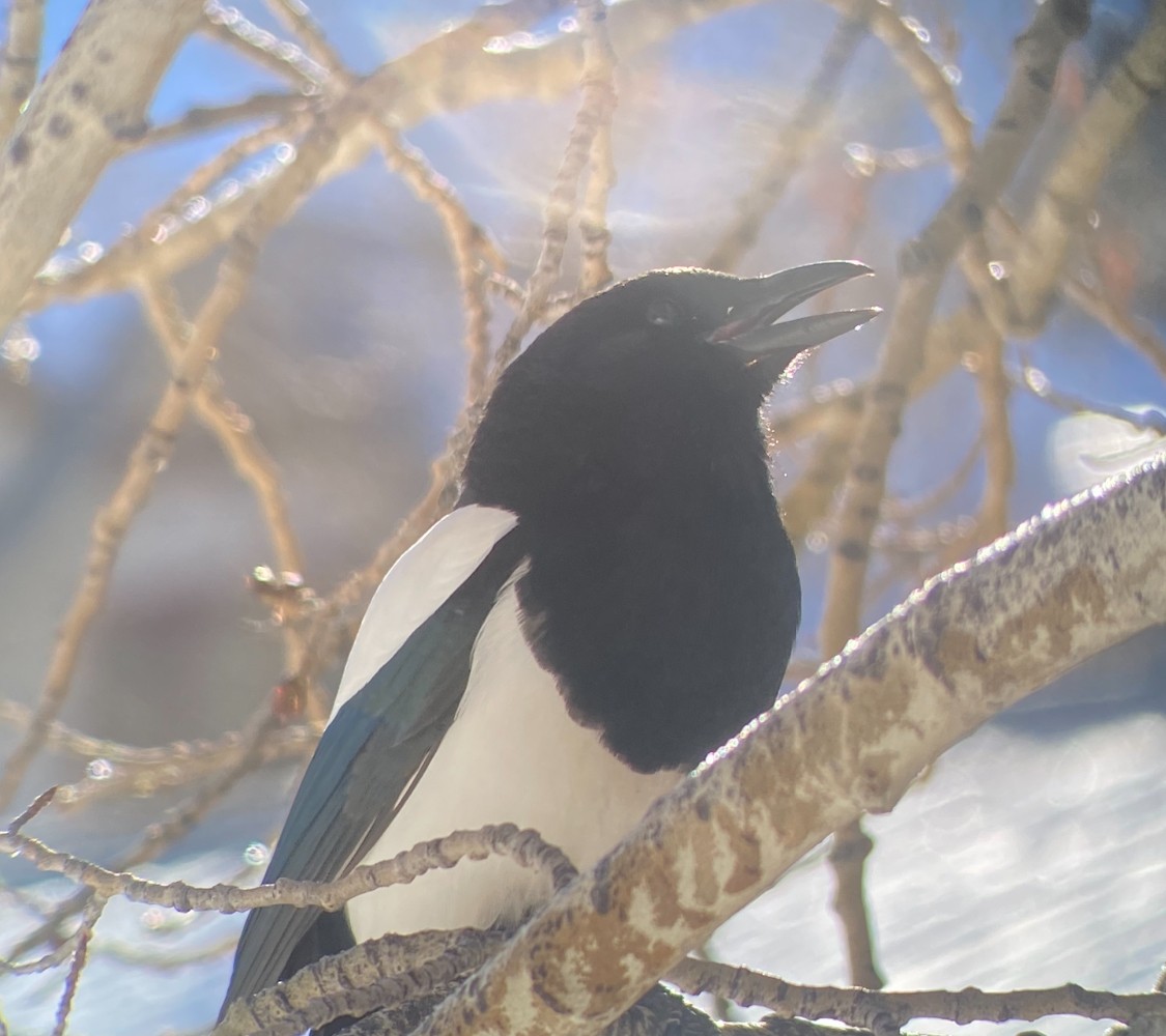 Black-billed Magpie - ML613009480