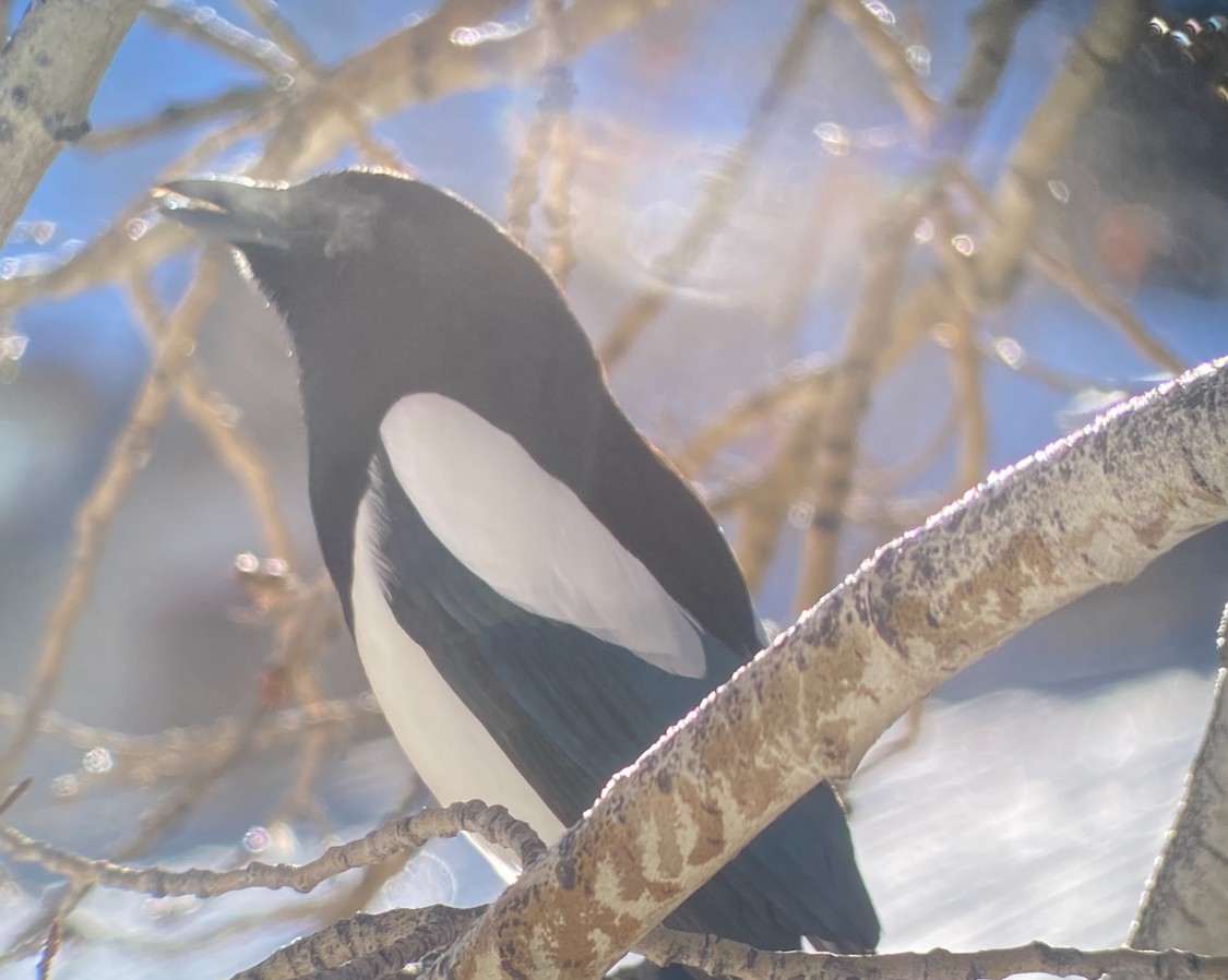 Black-billed Magpie - ML613009481