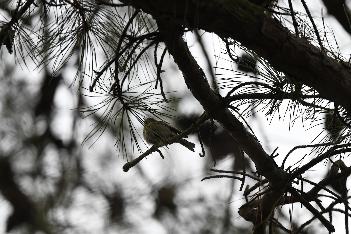 Orange-crowned Warbler - joe demko