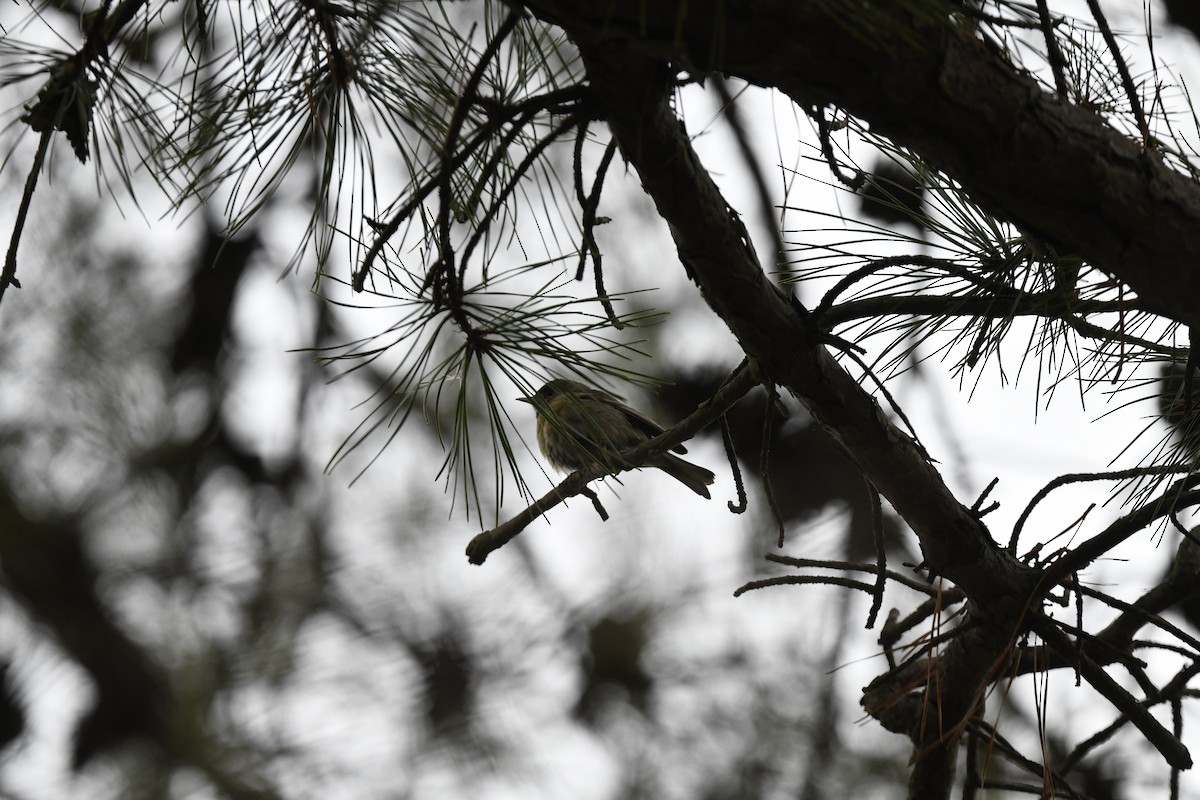 Orange-crowned Warbler - ML613009538