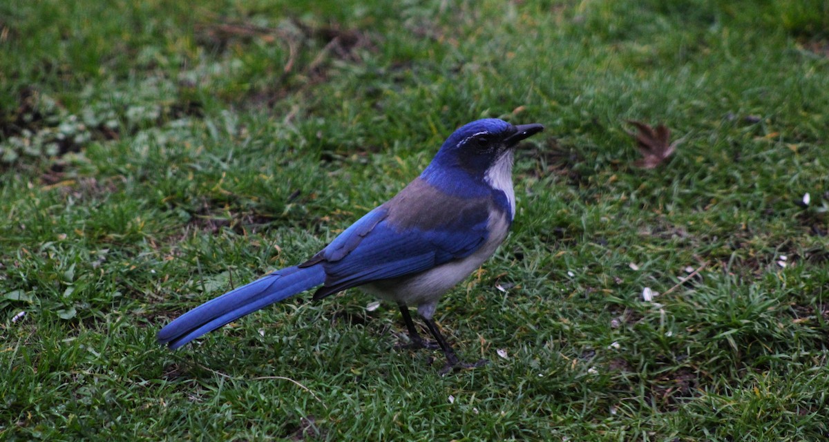 California Scrub-Jay - ML613009542