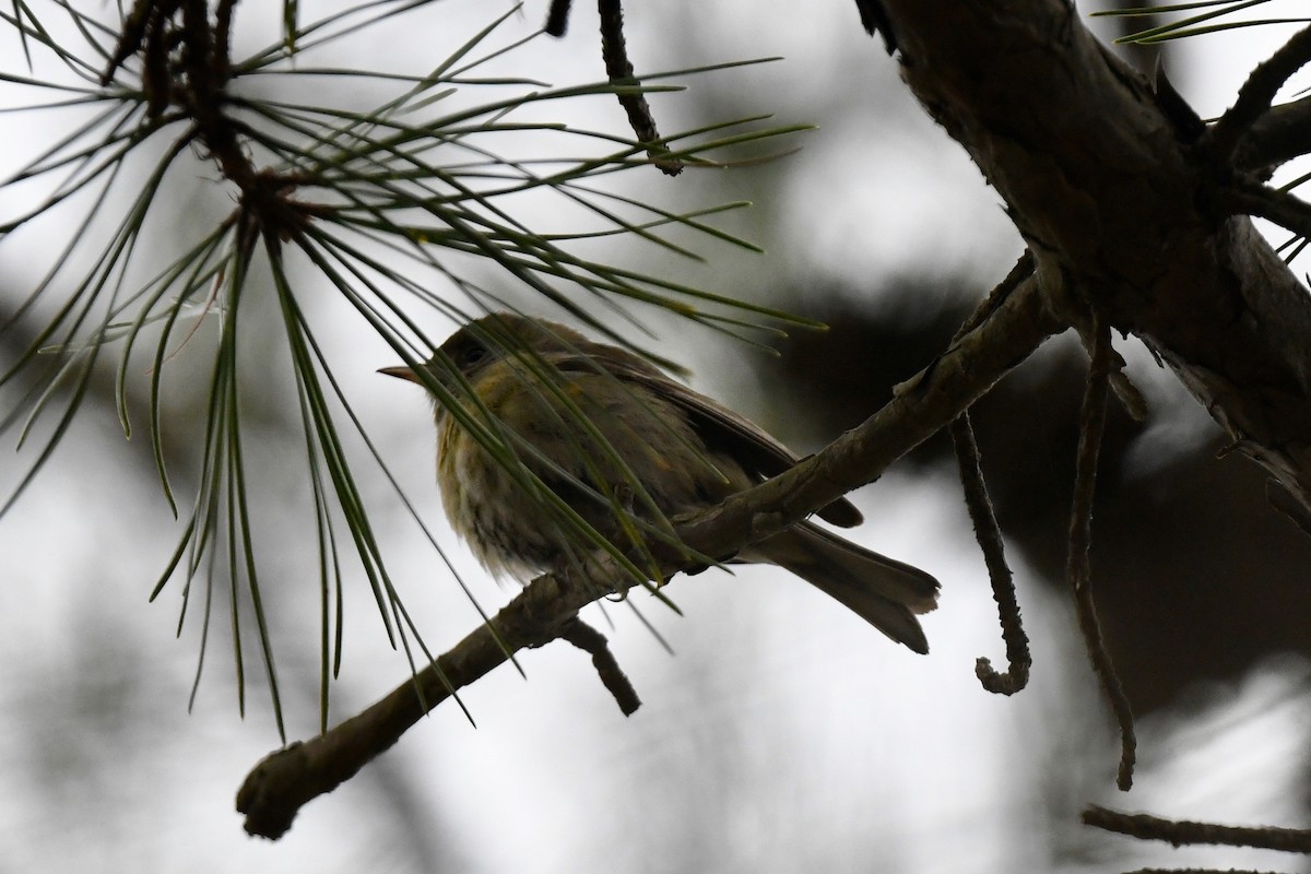 Orange-crowned Warbler - ML613009560