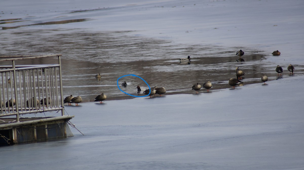 Common Pochard - ML613009623