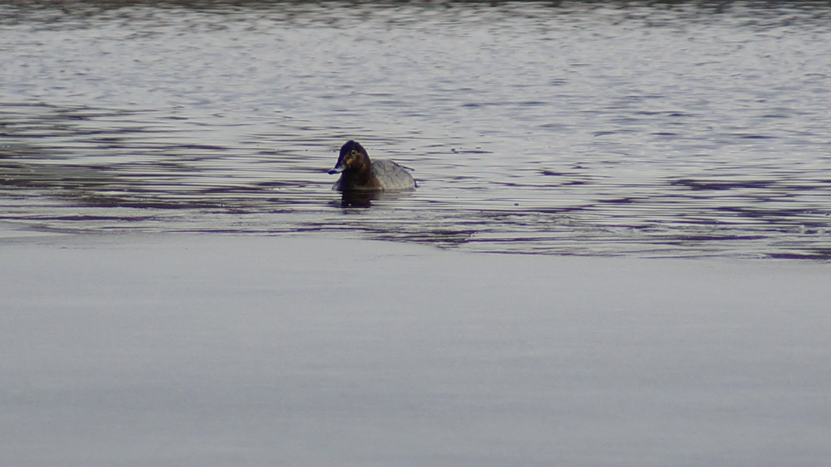 Common Pochard - ML613009624